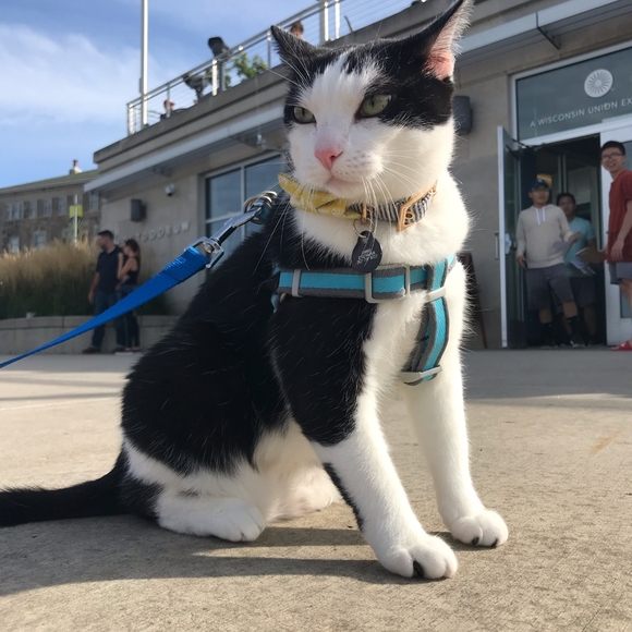 Meet your Posher, Annie - Picture 4 of 4